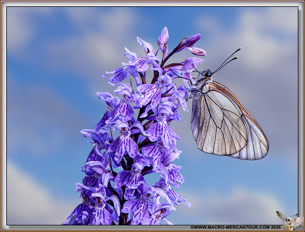 Orchis tachet&eacute;